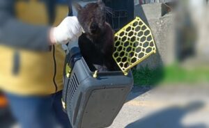 Akyazı Belediyesi’nden Hayvanlara Hizmet